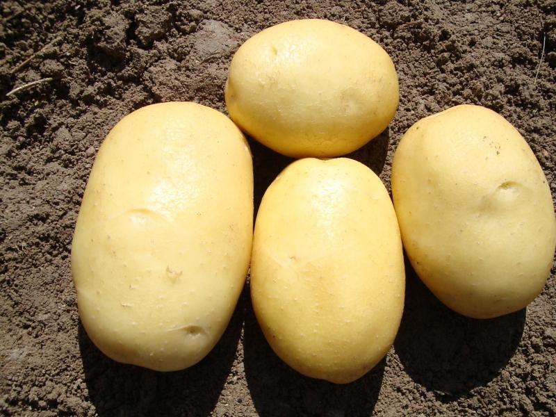 Сорт картофеля вега