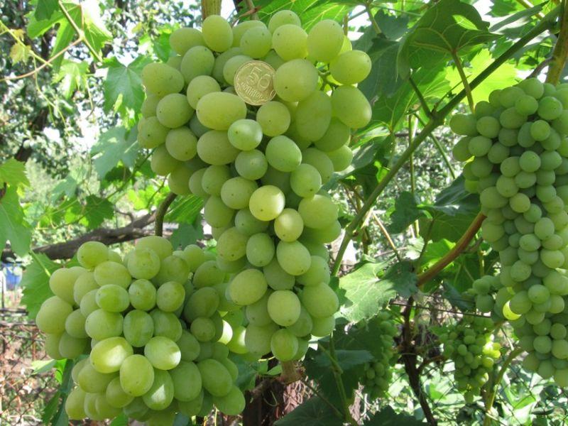 виноград августин