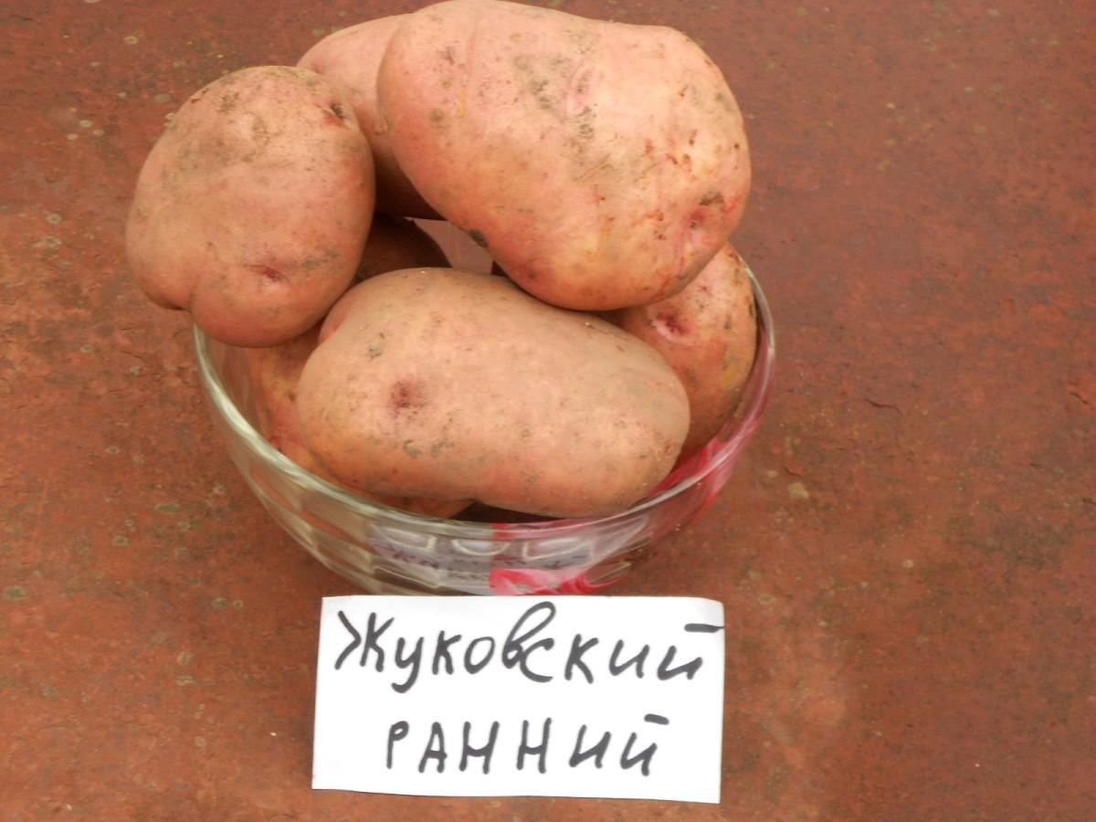 картофель жуковский