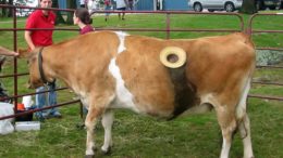 корова с дыркой в боку