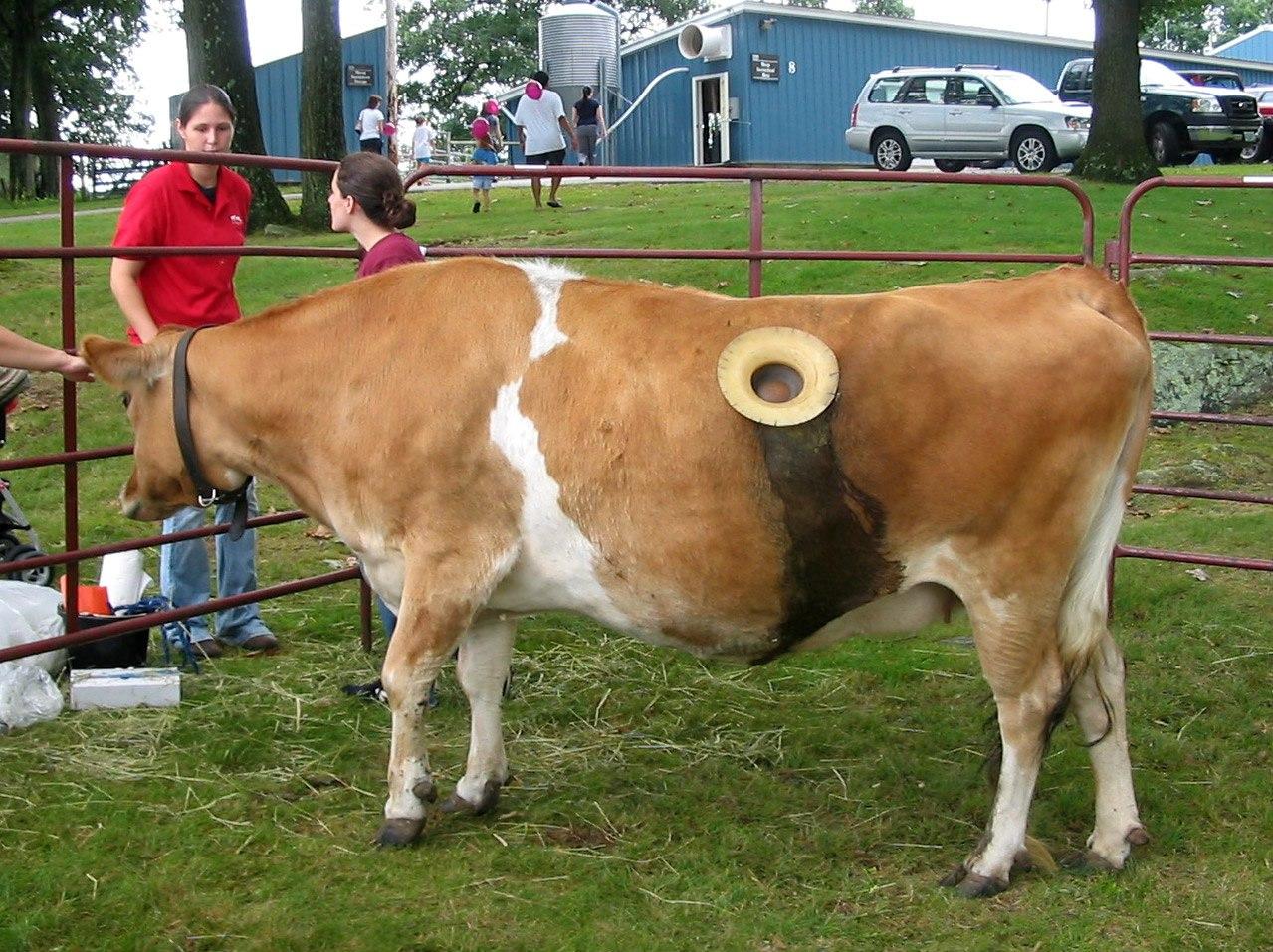корова с дыркой в боку