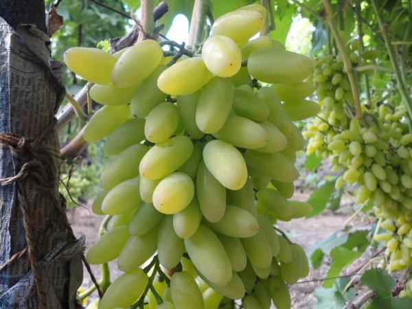 виноград тимур