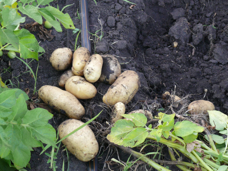 Картофель импала фото и описание