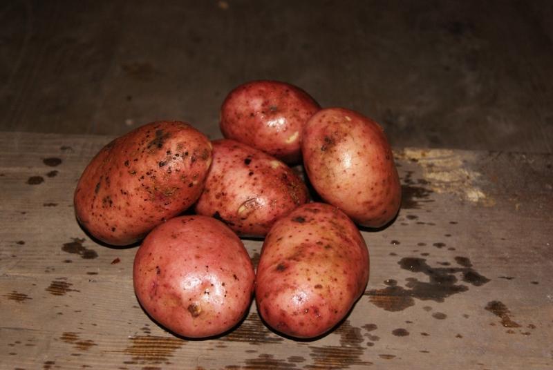 Картофель янка фото и описание