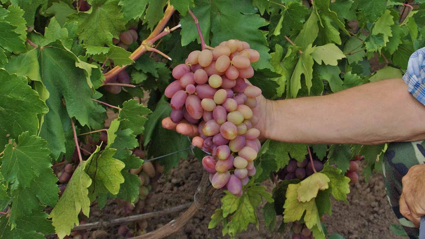 виноград преображение
