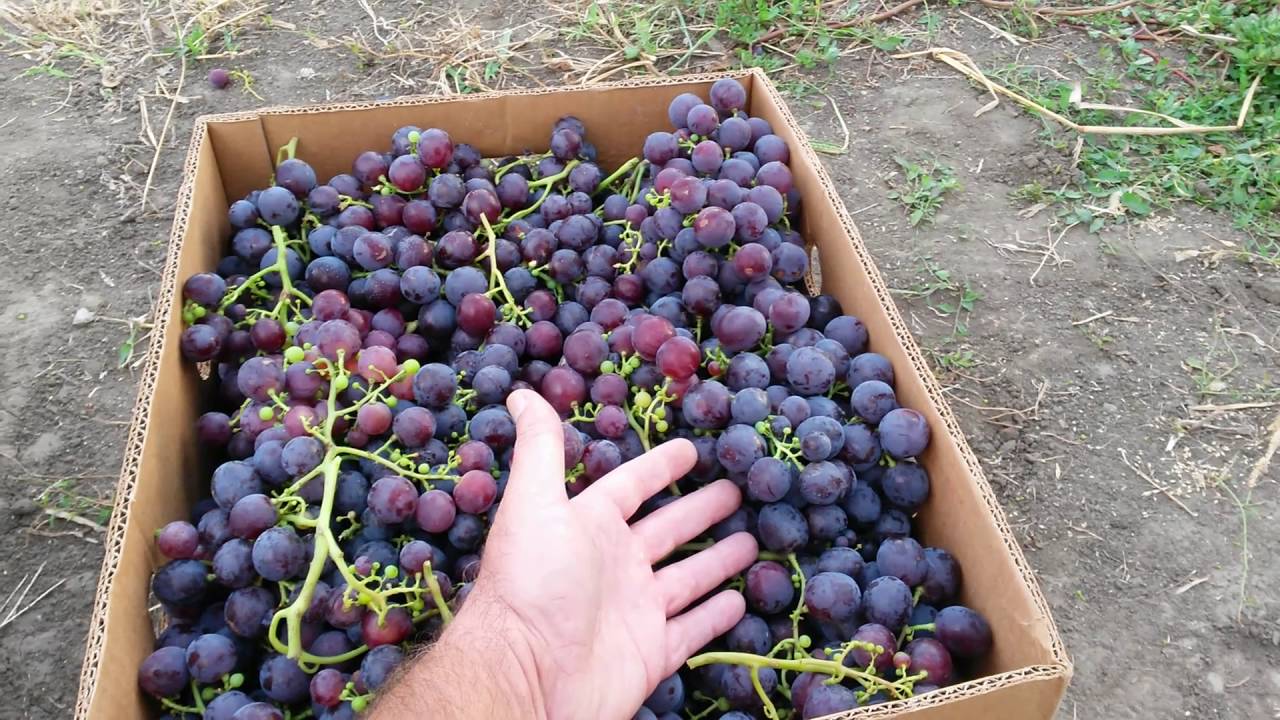 виноград рошфор