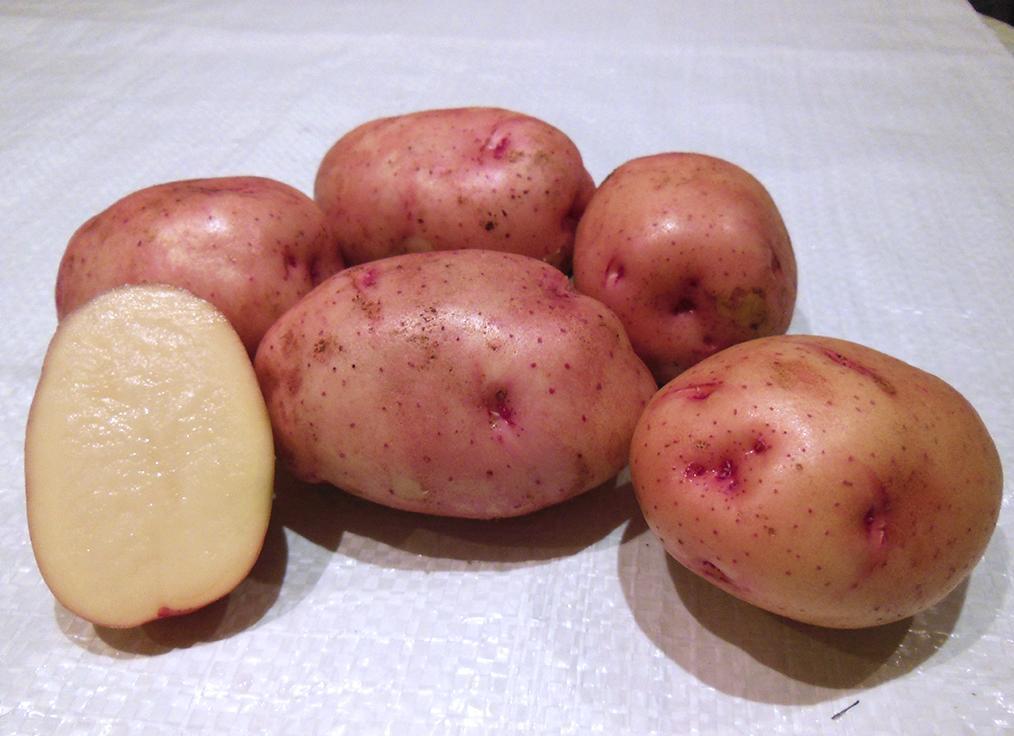 картофель жуковский