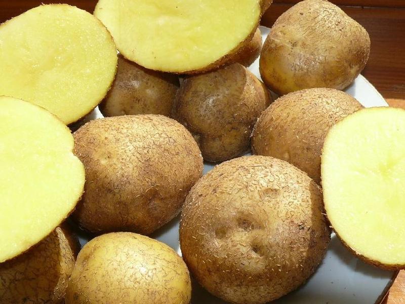 картофель венета