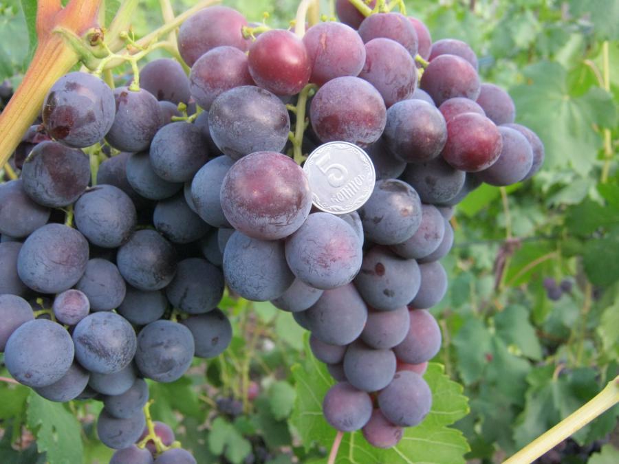 виноград рошфор