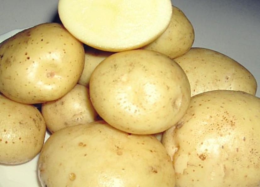Картошка бриз фото