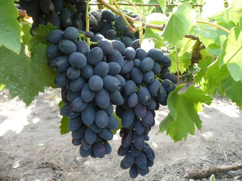 виноград молдова