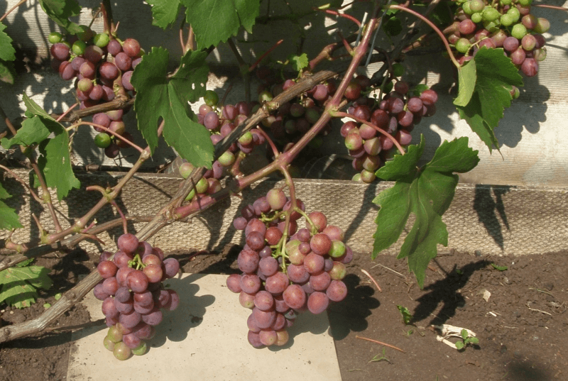 виноград в подарок