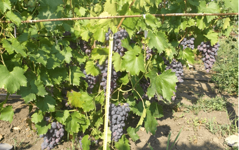 ярость винограда