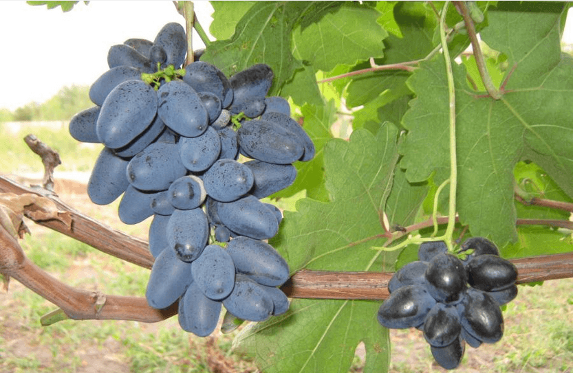 виноград атос