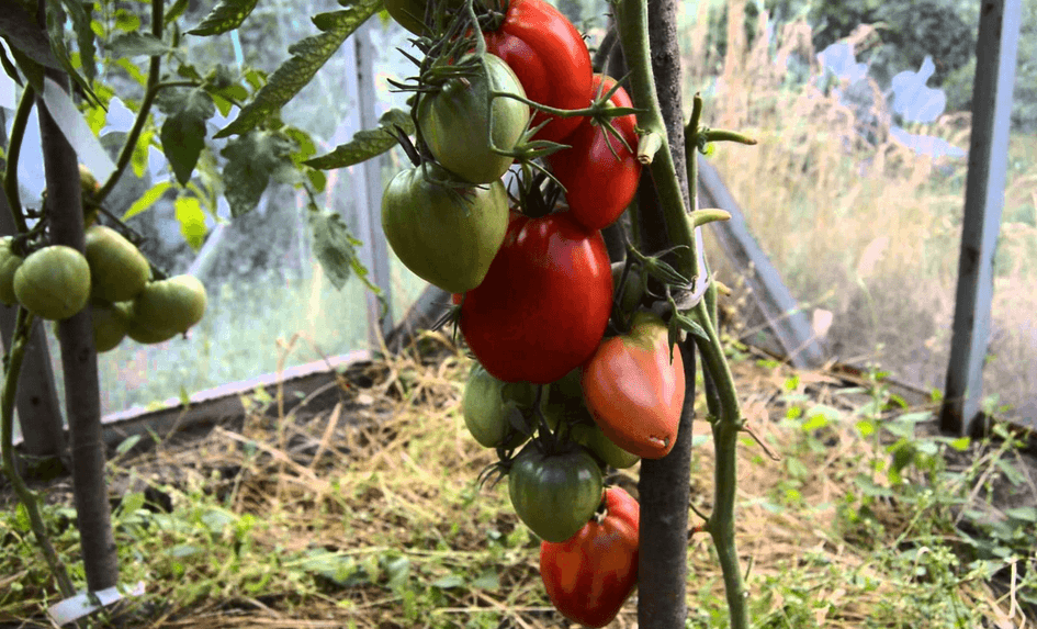 томат мазарини