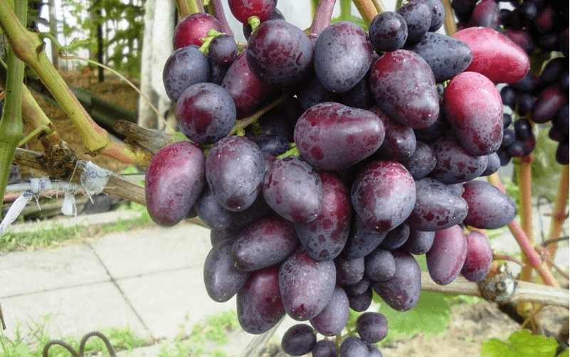 виноград красотка