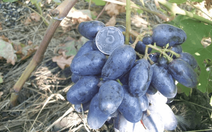 виноград атос