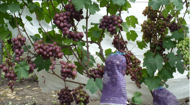 виноград памяти учителя