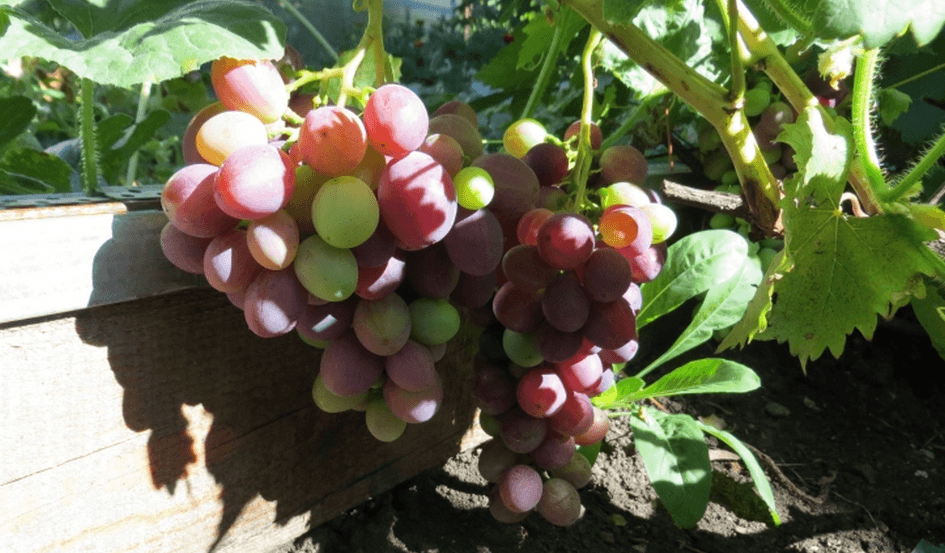 виноград фурор
