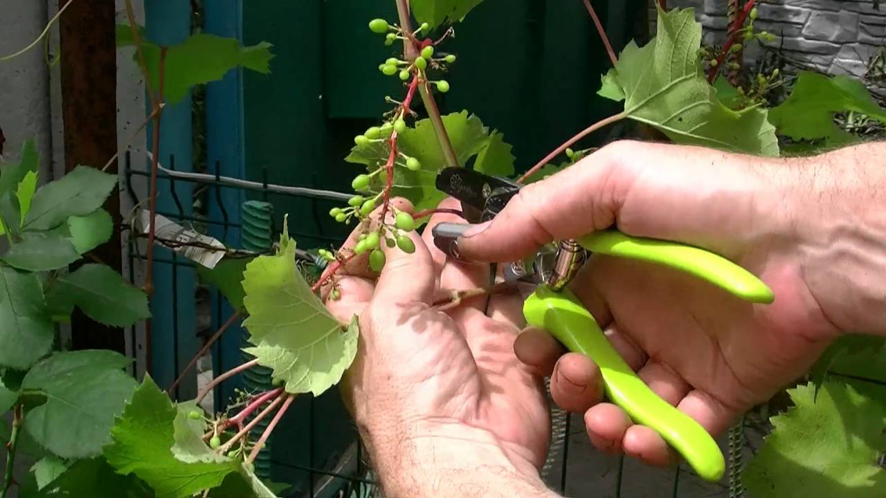 нормирование винограда