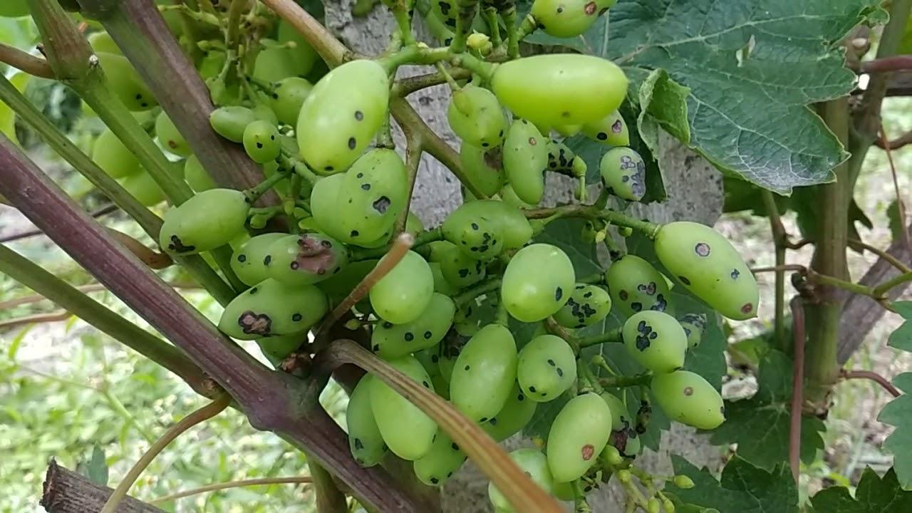 антракноз на винограде