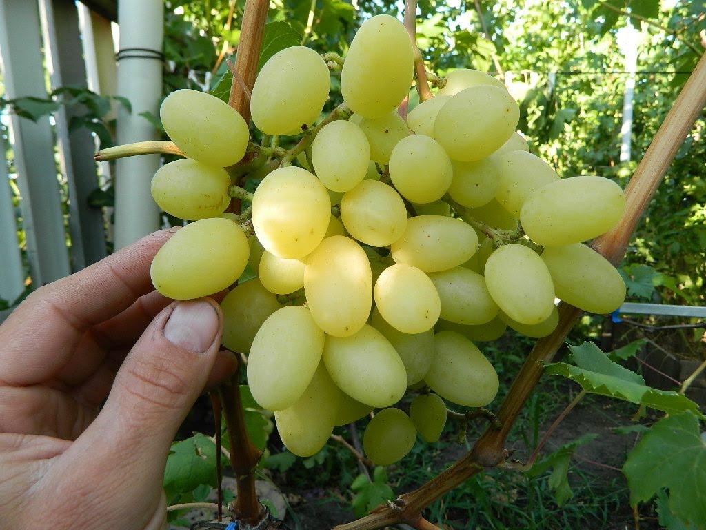 ландыш виноград