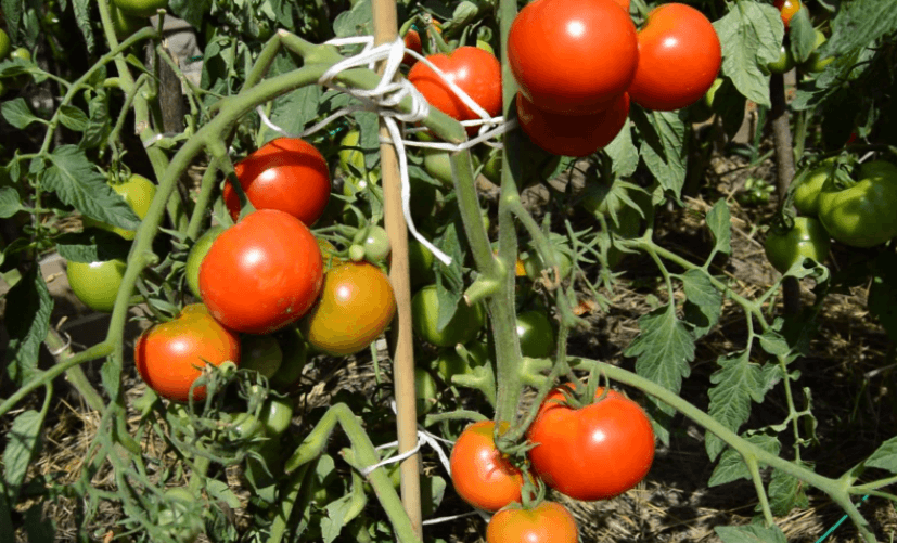 томат дачник
