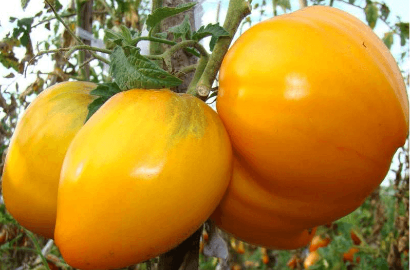 томат хурма