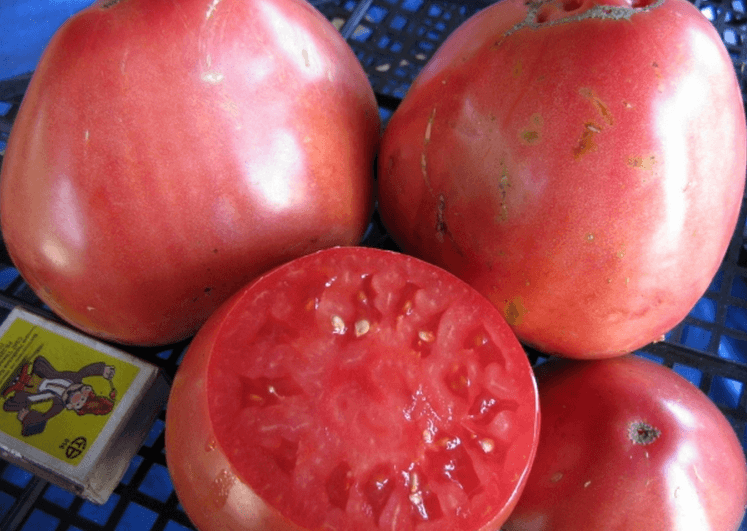 томат севрюга