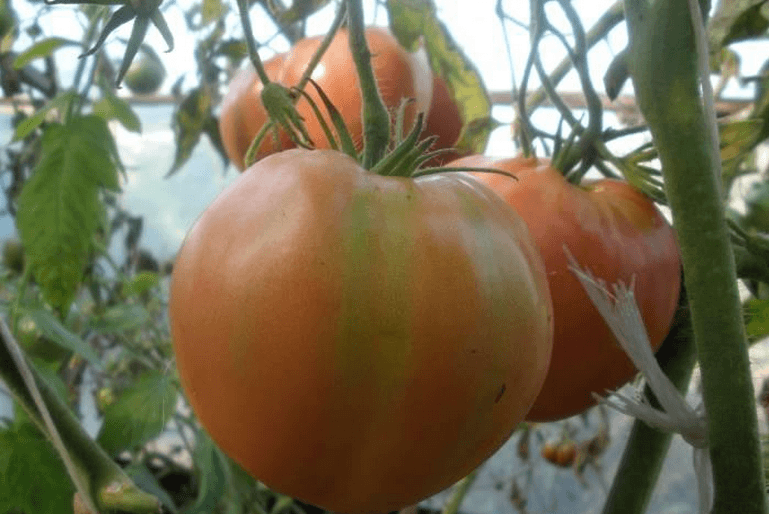 томат алсу