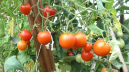 томат сибирский скороспелый