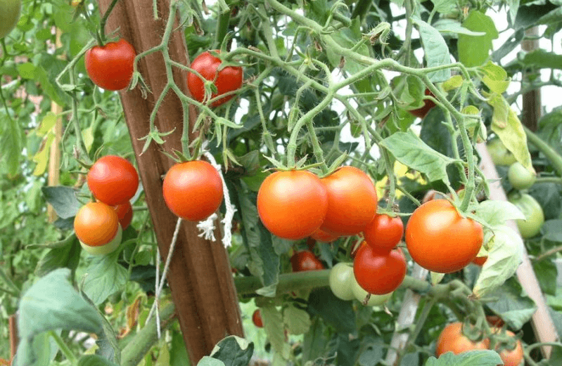 томат сибирский скороспелый