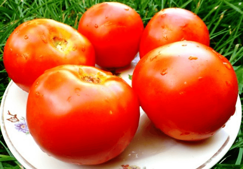 томат белый налив