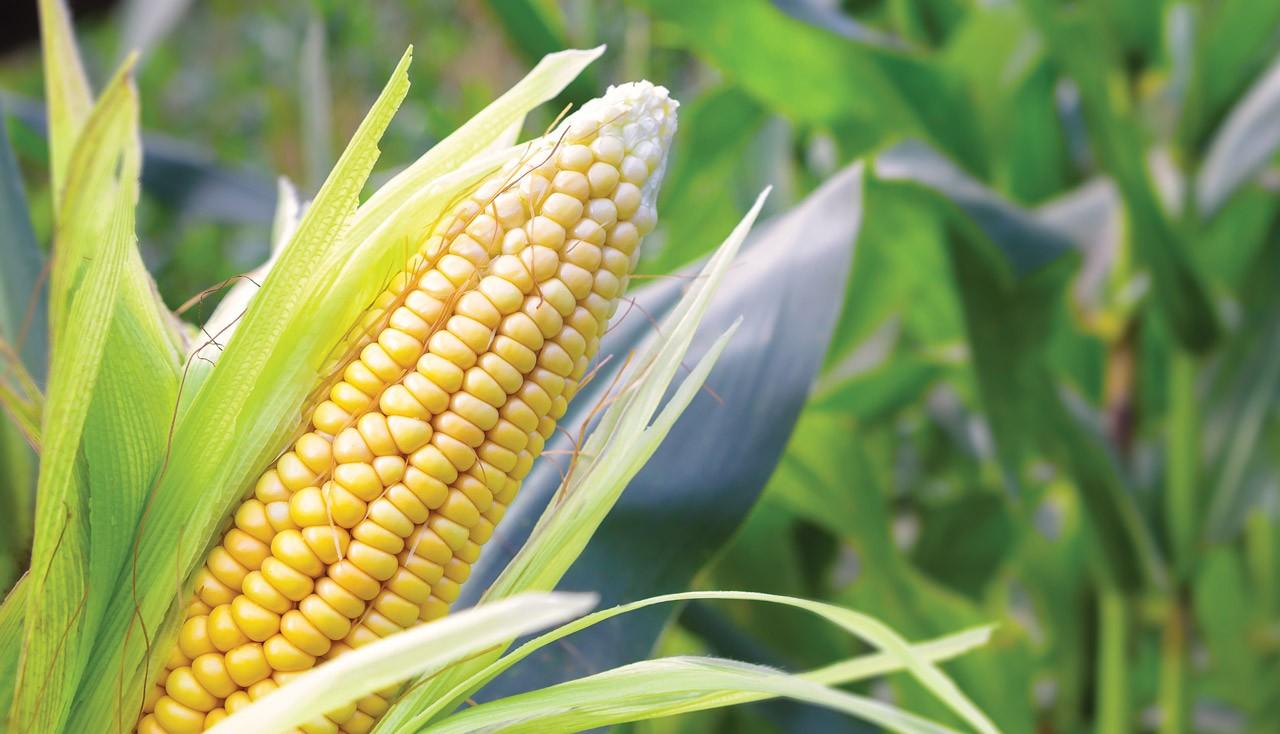 Зерновые культуры кукуруза