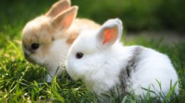 карликовые кролики