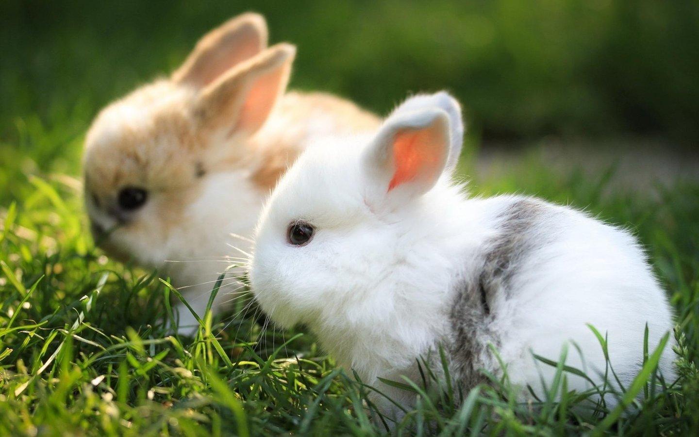 карликовые кролики