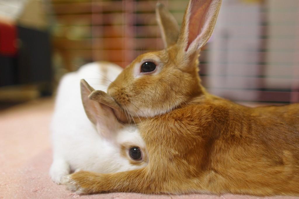 Уход за декоративным кроликом в домашних условиях для начинающих в квартире фото пошагово
