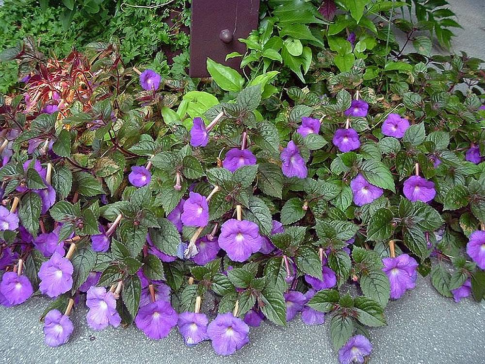 Achimenes longiflora