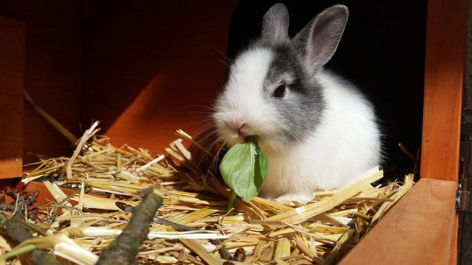 кролик ест