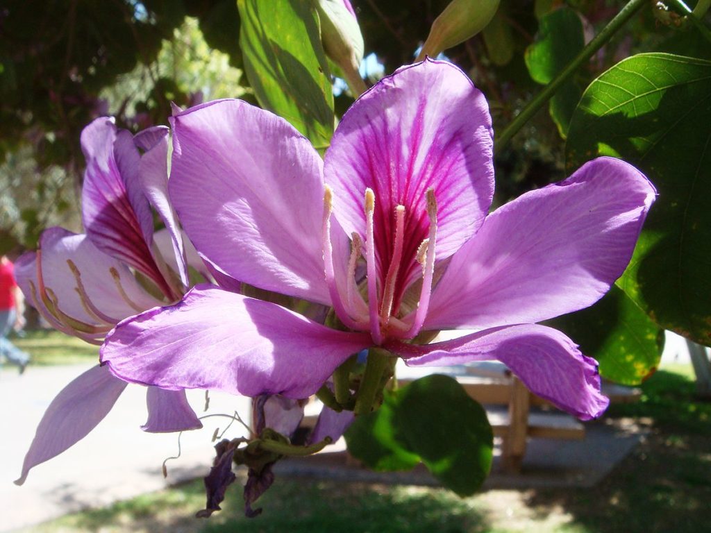 Баухиния орхидейное дерево фото и описание
