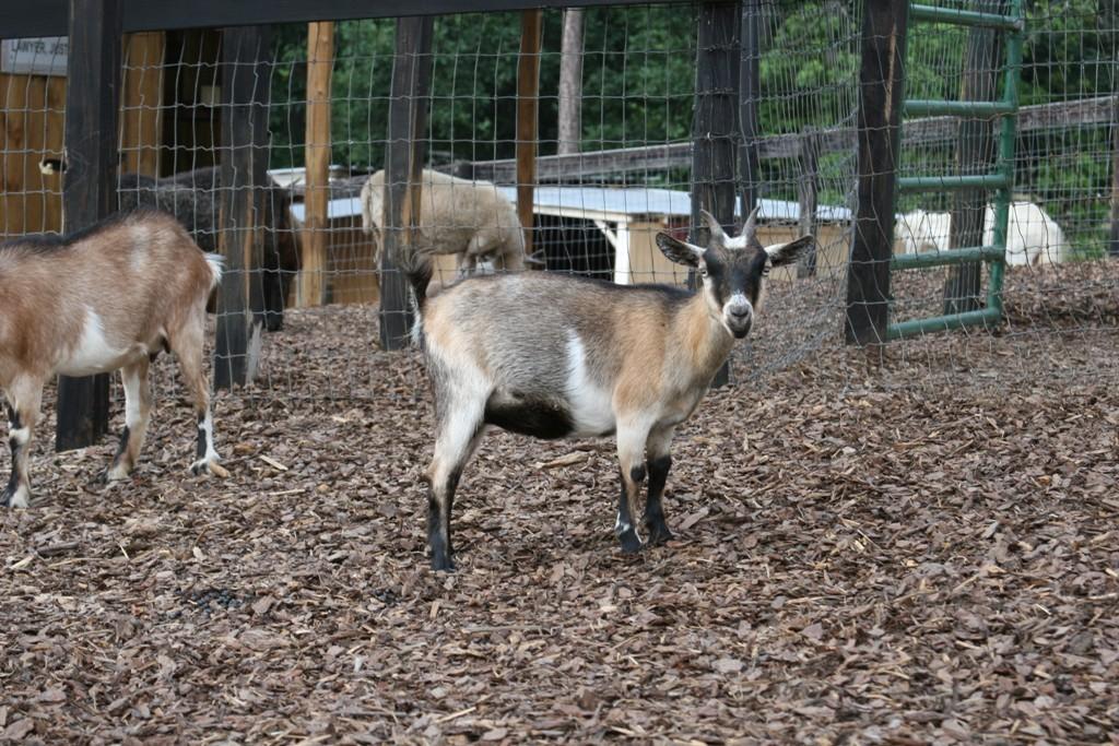 карликовая камерунская коза