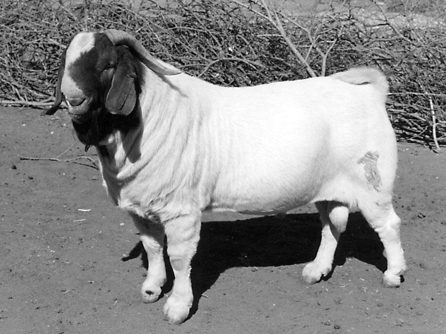бурская порода коз