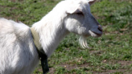 русская белая порода коз