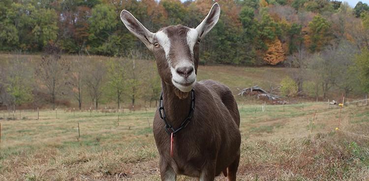 тоггенбургская порода коз