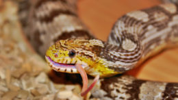 змея ест мышу
