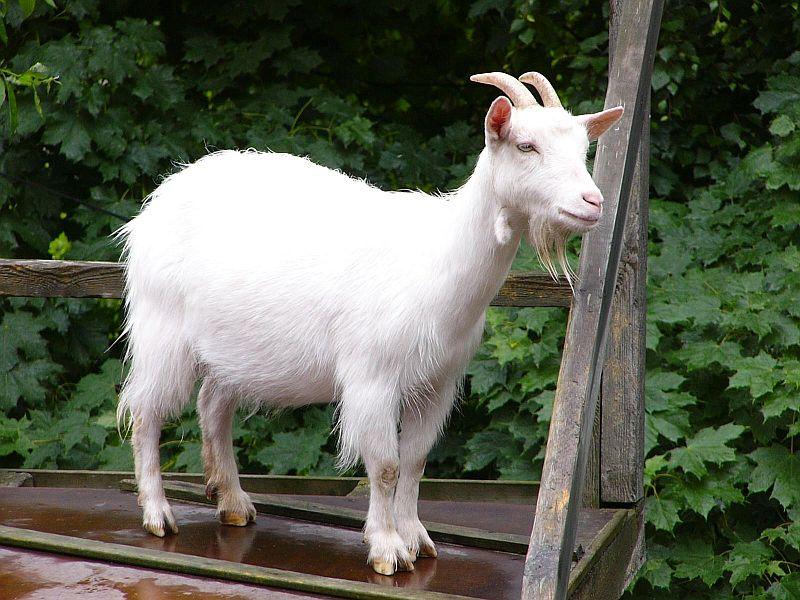 русская белая порода коз