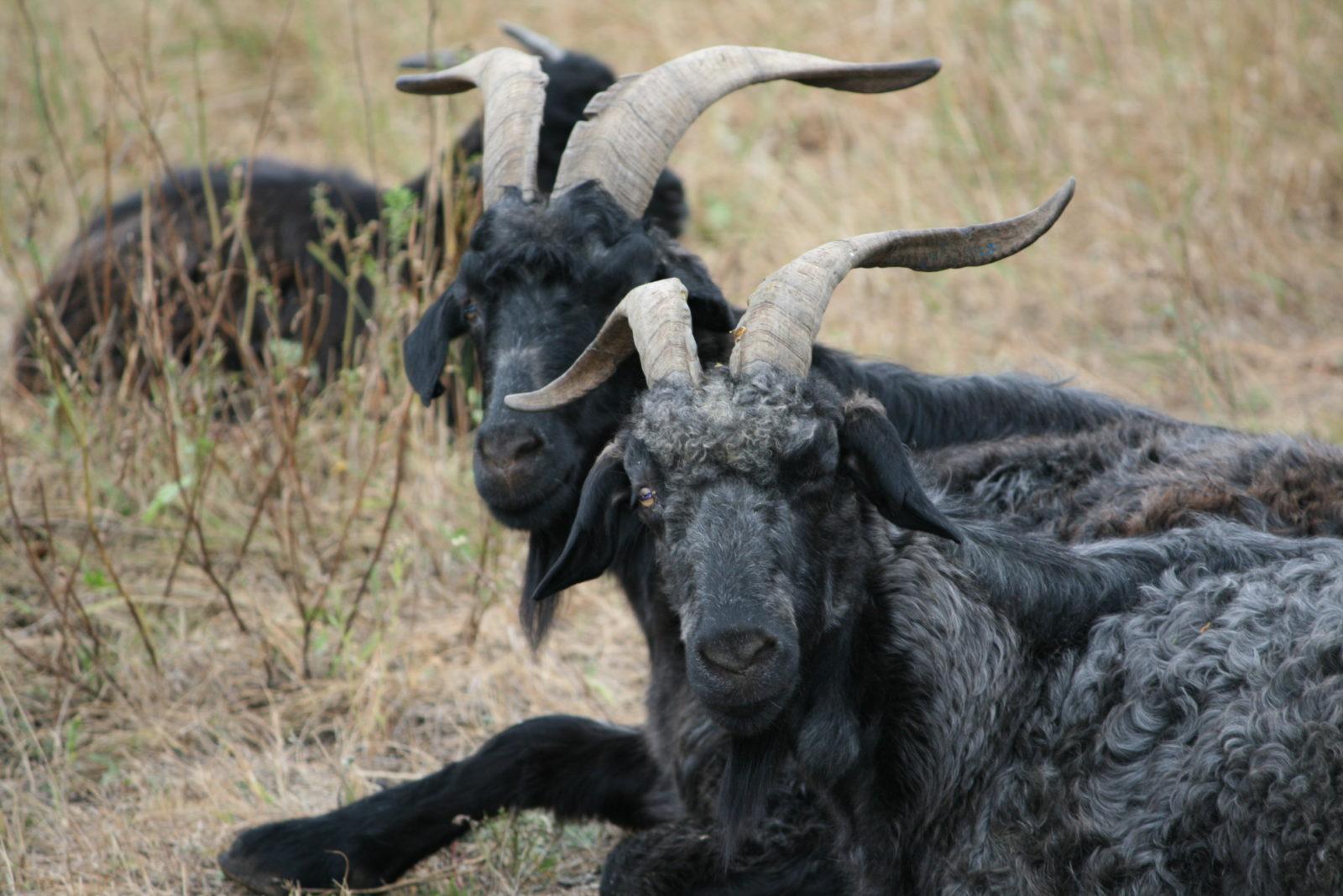 придонские козы