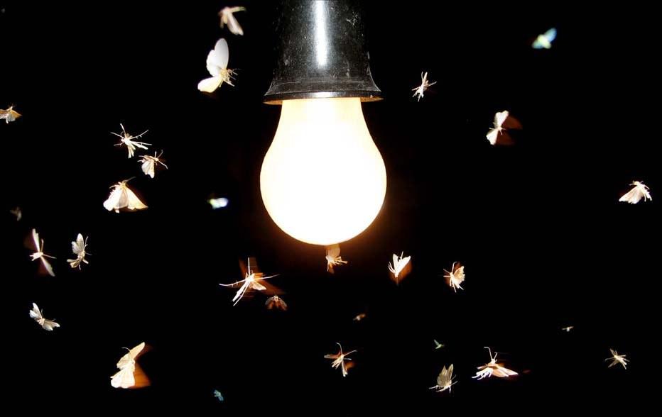 почему мотыльки летят на свет
