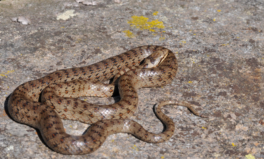 Медянка змея в беларуси ядовитая или нет фото