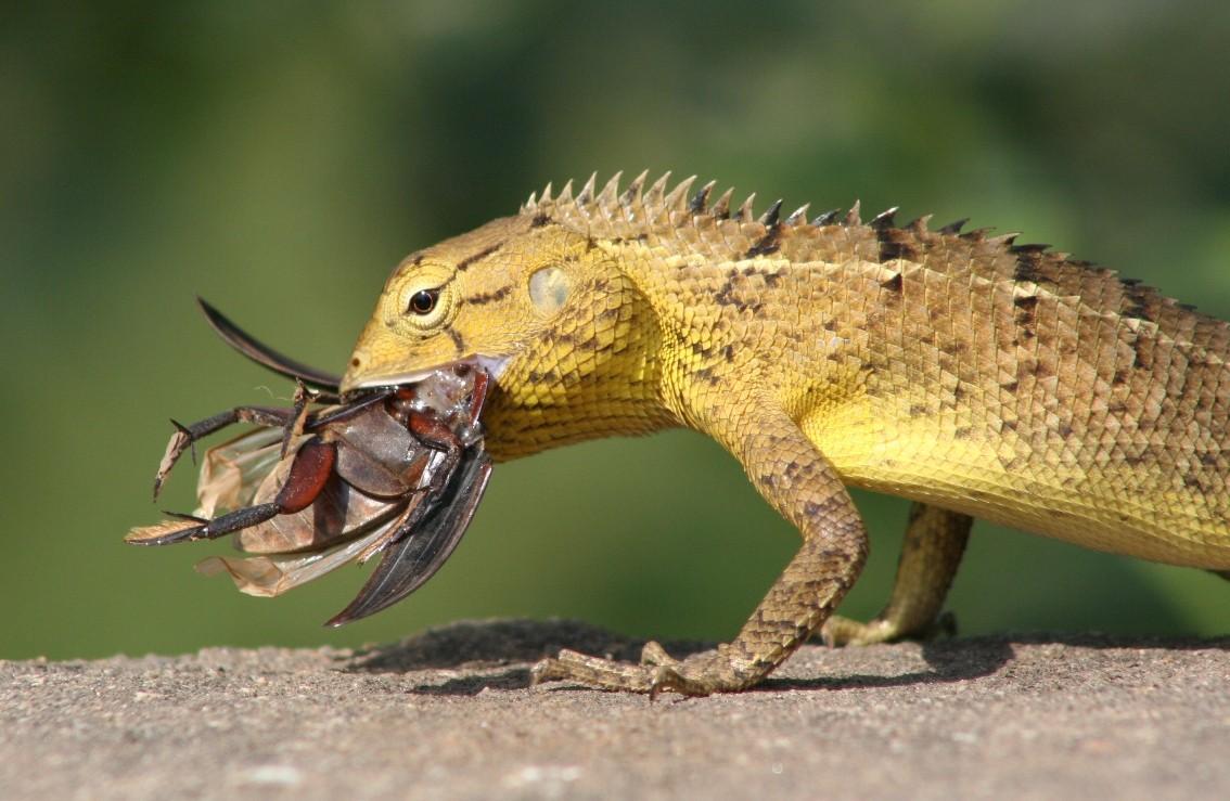garden lizard calotes versicolor. navegaon national park maharashtra.